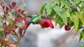 Western emerald hummingbird