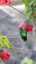 Western emerald hummingbird