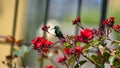 Western emerald hummingbird