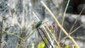 Western emerald hummingbird