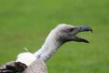 Western eurasian griffon vulture