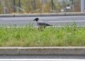 Western or Eurasian Jackdaw, bird of the crow family Royalty Free Stock Photo