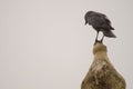 Western Eurasian jackdaw