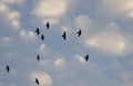 Western Eurasian jackdaws in flight