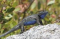 Western Fence Lizard