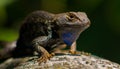 Western fence lizard