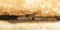 Western Fence Lizard hiding between two boulders