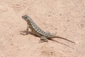 Western Fence Lizard at Laguna Coast Wilderness Park, Laguna Beach, California Royalty Free Stock Photo