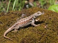 Western Fence Lizard Profile