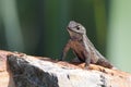 Western Fence Lizard on a Rock Royalty Free Stock Photo