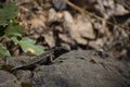 Western fence lizard on a rock Royalty Free Stock Photo