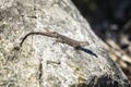 Western fence lizard on a rock. Royalty Free Stock Photo