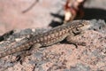 Great Basin Fence Lizard (Sceloporus occidentalis Royalty Free Stock Photo