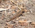 Western Fence Lizard - sceloporus occidentalis