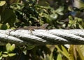 Western Fence Lizard - Sceloporus occidentalis - located on fence in San Diego