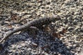 Western Fence Lizard Sceloporus occidentalis resting on the granite rock Royalty Free Stock Photo