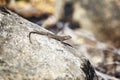 Western fence lizard on a rock. Royalty Free Stock Photo