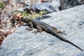 Western Fence Lizard Sceloporus occidentalis sitting on a rock, Death Valley National Park, California