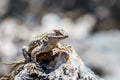 Western Fence Lizard Sceloporus occidentalis sitting on a rock, looking at the camera; South San Francisco bay area, California Royalty Free Stock Photo