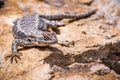 Western Fence Lizard Sceloporus occidentalis sitting on a rock, South San Francisco bay area, California Royalty Free Stock Photo