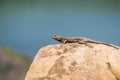 Western Fence Lizard Sceloporus occidentalis sitting on a smooth rock, Stebbins Cold Canyon, Napa Valley, California Royalty Free Stock Photo