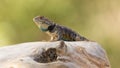 Western fence lizard showing bright blue breeding colors Royalty Free Stock Photo
