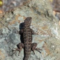 Western Fence Lizard sitting on the rock Royalty Free Stock Photo