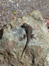 Western Fence Lizard sitting on the rock Royalty Free Stock Photo