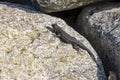 Western fence lizard sunning on a rock along the beach. in California Royalty Free Stock Photo