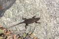 Western fence lizard sunning on a rock along the beach. in California Royalty Free Stock Photo