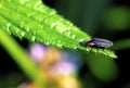 Western Firefly  24189 Royalty Free Stock Photo