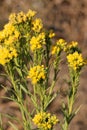 Western flat topped goldenrod, Western goldentop, Euthamia occidentalis