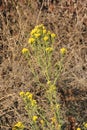 Western flat topped goldenrod, Western goldentop, Euthamia occidentalis