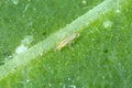 The western flower thrips Frankliniella occidentalis and damage caused by it pest on the bean leaf