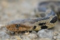 Western Fox Snake Royalty Free Stock Photo