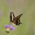 Western Giant Swallowtail on Thistle Royalty Free Stock Photo