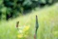 Western goats beard plant bloom with a green background Royalty Free Stock Photo