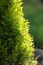 Western gold emerald thuja macro, young plant on the background of spring garden and trees