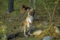 Western Gray Kangaroo  53499 Royalty Free Stock Photo