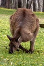 Western Gray Kangaroo, Macropus fuliginosus, is one of the great kangaroos of Australia