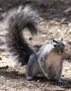 Western Gray Squirrel Royalty Free Stock Photo