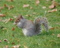 Western Gray Squirrel. Royalty Free Stock Photo