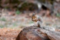 Western Gray Squirrel Royalty Free Stock Photo