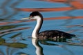 Western Grebe Royalty Free Stock Photo