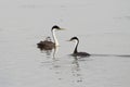 Western Grebe (Aechmophorus occidentalis) Royalty Free Stock Photo