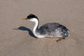 Western grebe [aechmophorus occidentalis] on Surfers Knoll beach at McGrath State Park in Ventura California USA Royalty Free Stock Photo