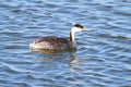 Western Grebe (Aechmophorus occidentalis) Royalty Free Stock Photo