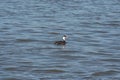 Western grebe Aechmophorus occidentalis Royalty Free Stock Photo