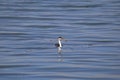 Western Grebe aechmophorus occidentalis Royalty Free Stock Photo