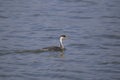 Western Grebe aechmophorus occidentalis Royalty Free Stock Photo